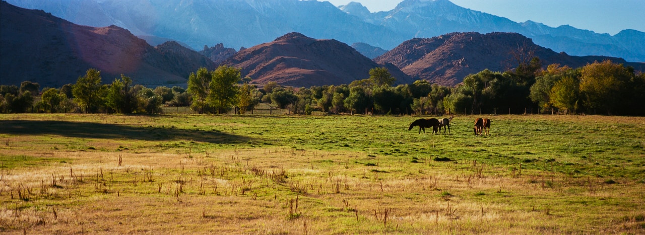 Horses grazing in a green pasture below a mountain range