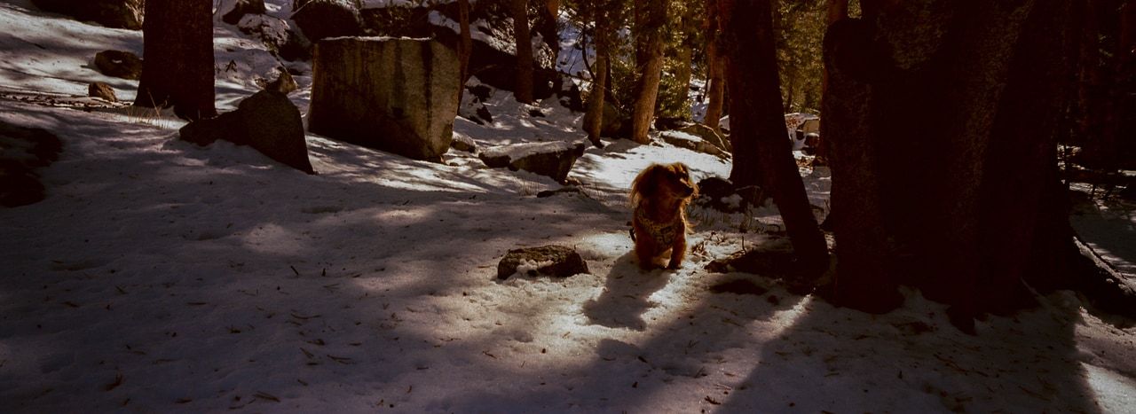 A dog in a patch of sunlight among trees in a snowy forest