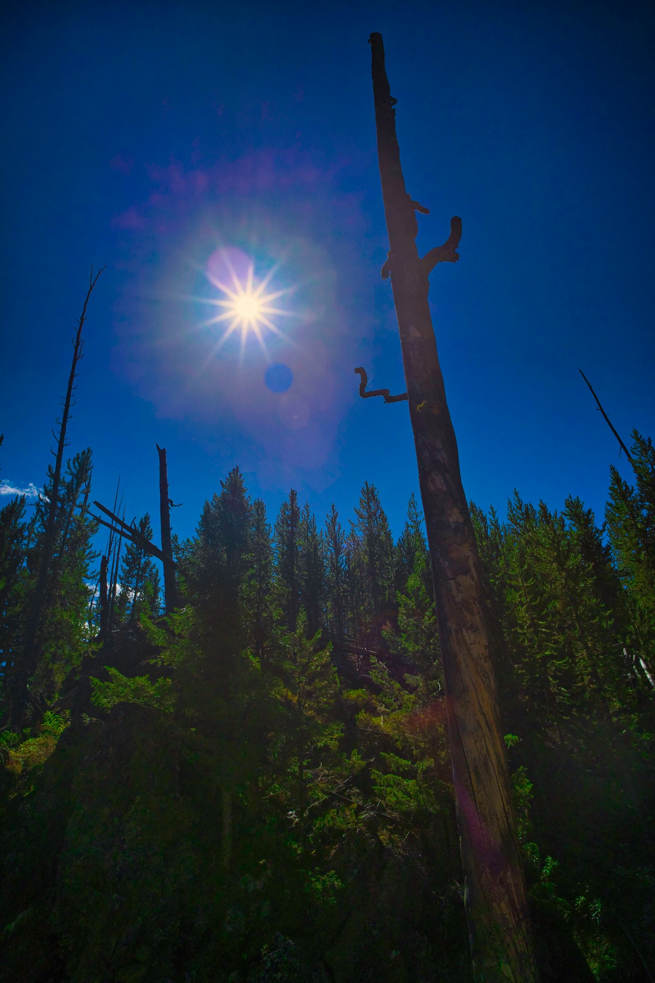 Sunlight flaring beside a bare tree above green forest in Yellowstone