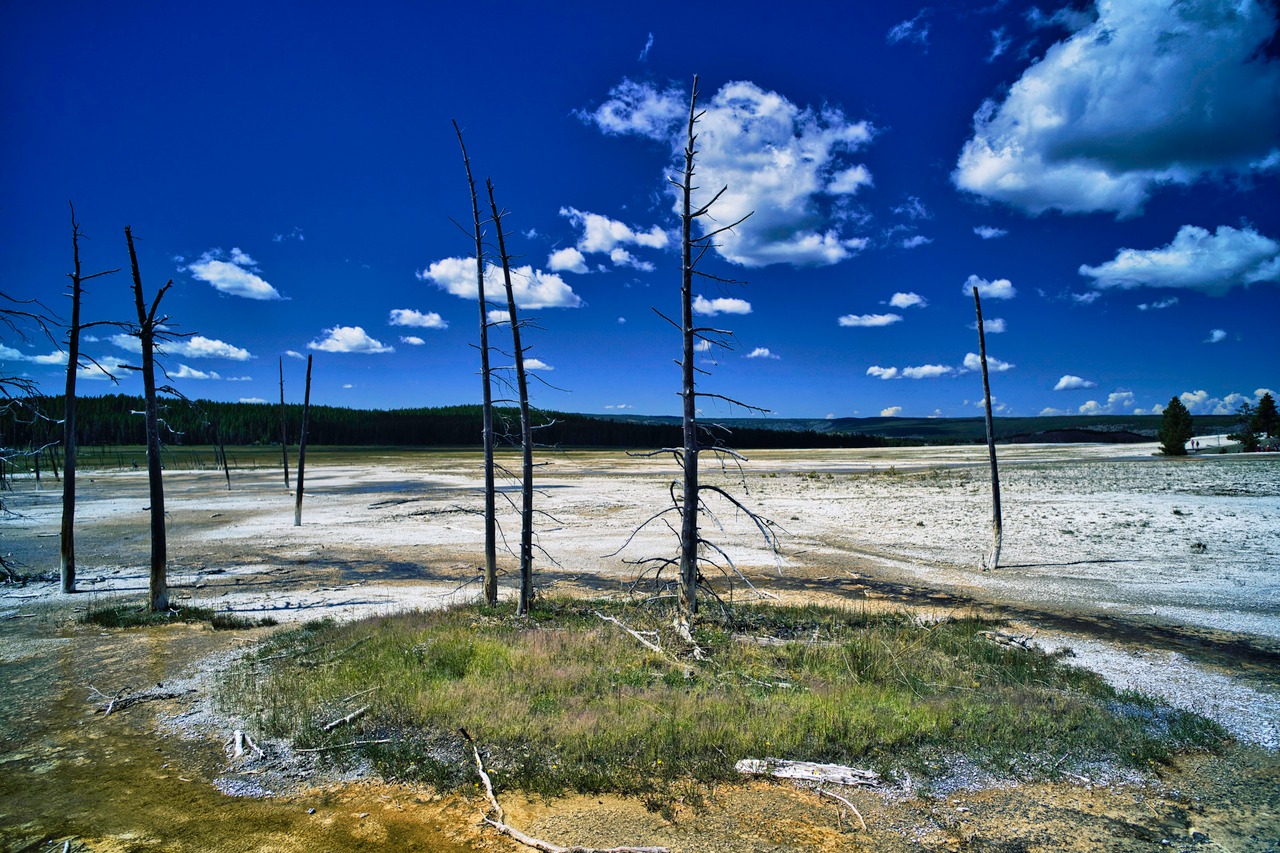 Bare tree trunks on a pale Yellowstone landscape beneath blue sky and clouds