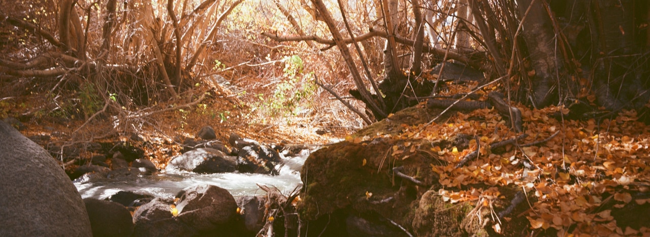 A wide view of water flowing beneath overhanging autumn branches