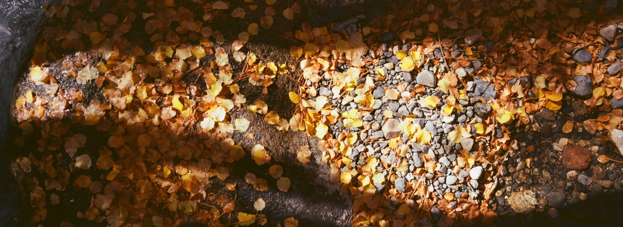 A band of sunlight crossing a bed of fallen aspen leaves