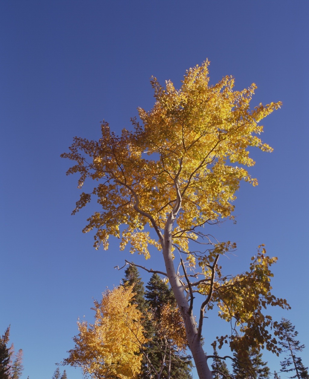 The yellow crown of an aspen against clear blue sky
