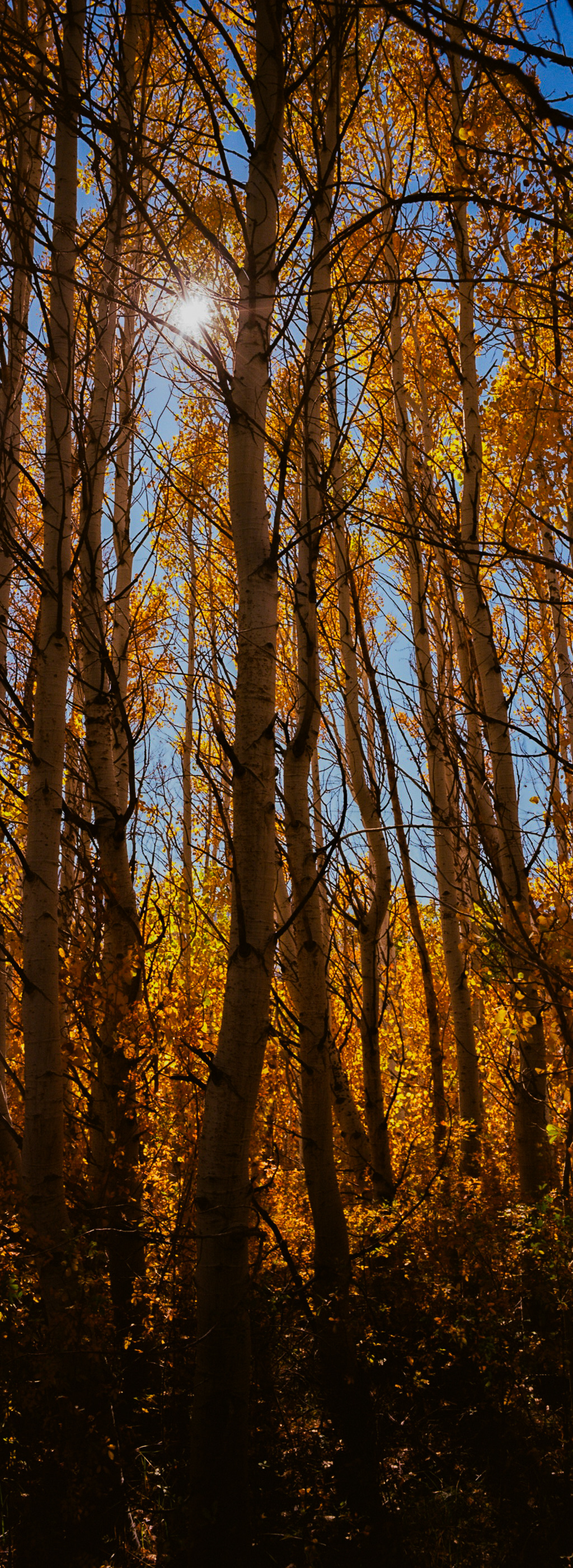 A narrow vertical view through golden aspen trunks