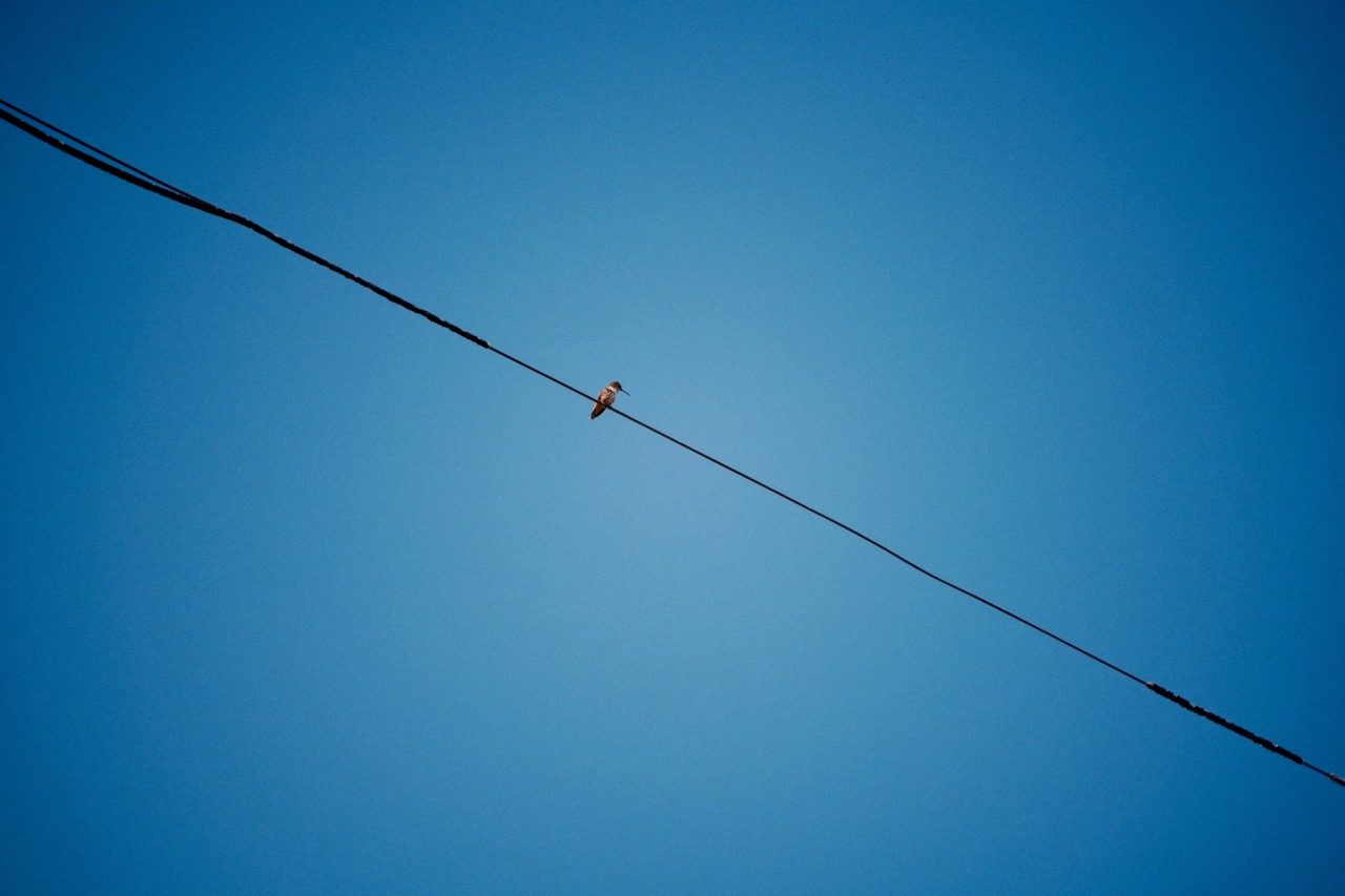 A small bird perched on a wire against clear blue sky