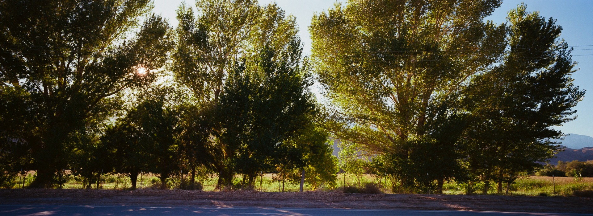 Sunlight passing through a row of tall roadside trees