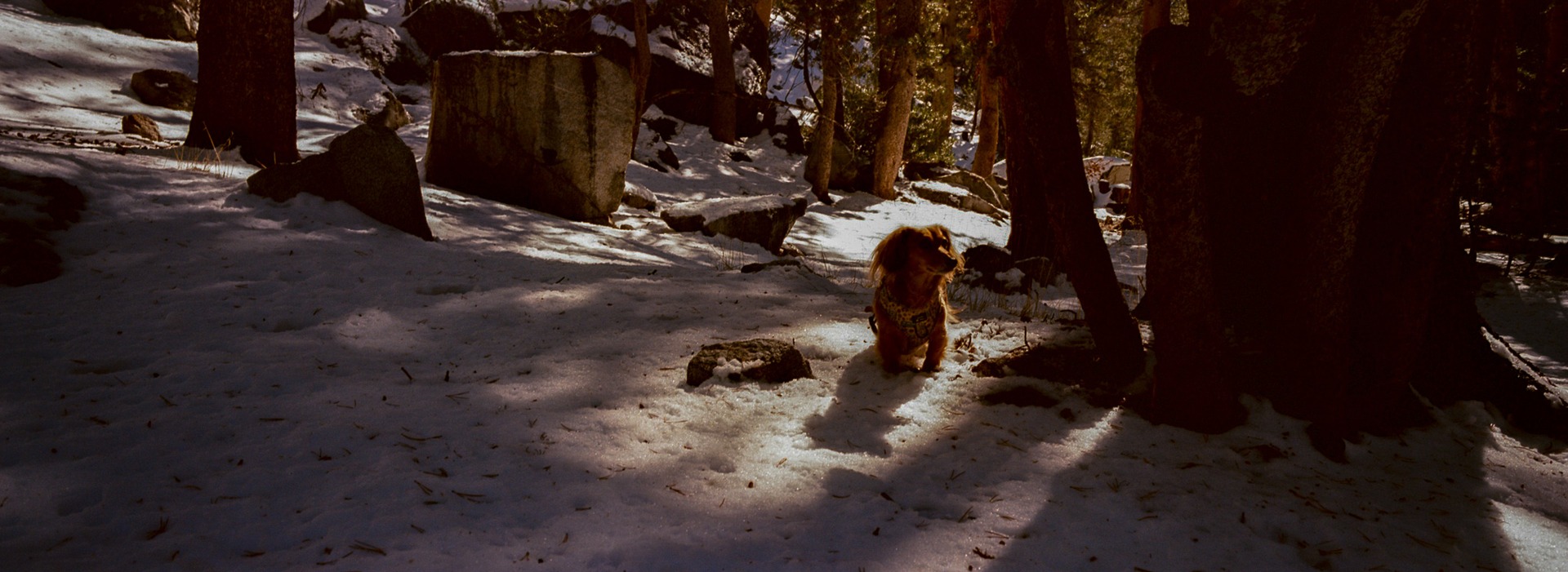A dog in a patch of sunlight among trees in a snowy forest