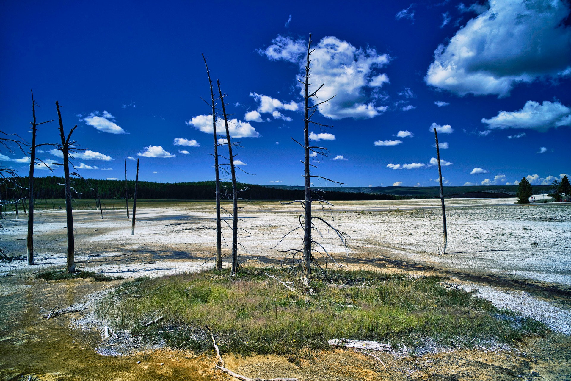 Bare tree trunks on a pale Yellowstone landscape beneath blue sky and clouds