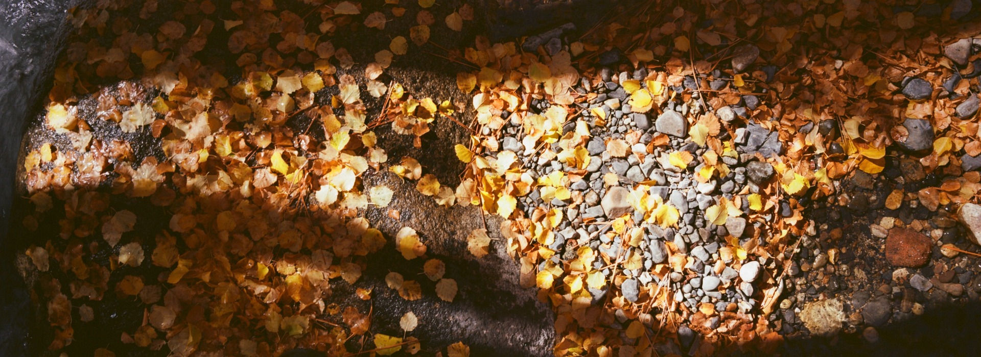 A band of sunlight crossing a bed of fallen aspen leaves