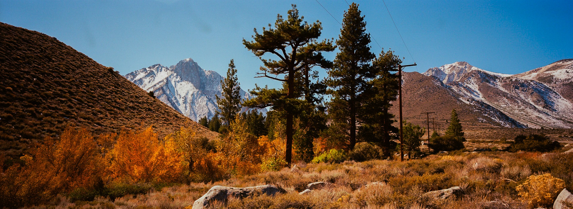 Pine trees and orange aspens against snow-covered peaks