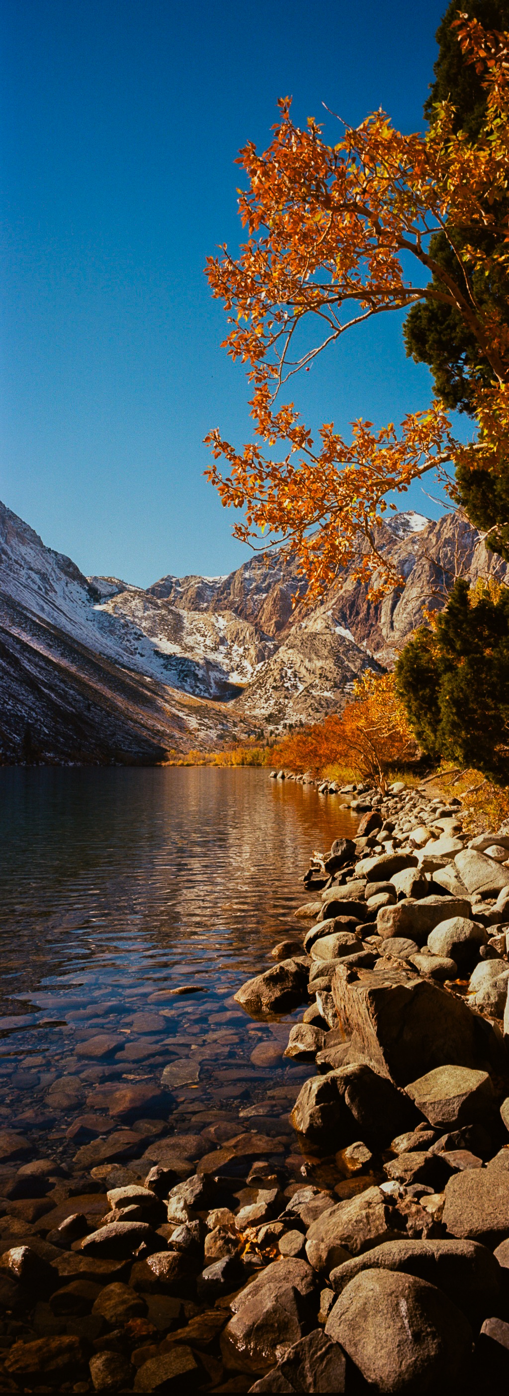 A vertical panorama of golden branches, a rocky shore, and the lake