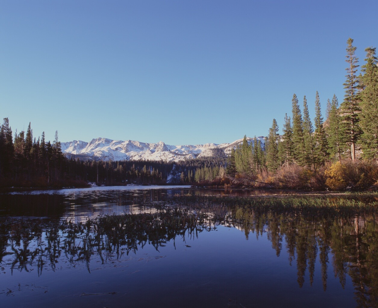Pines along a lake with snowy mountains on the horizon