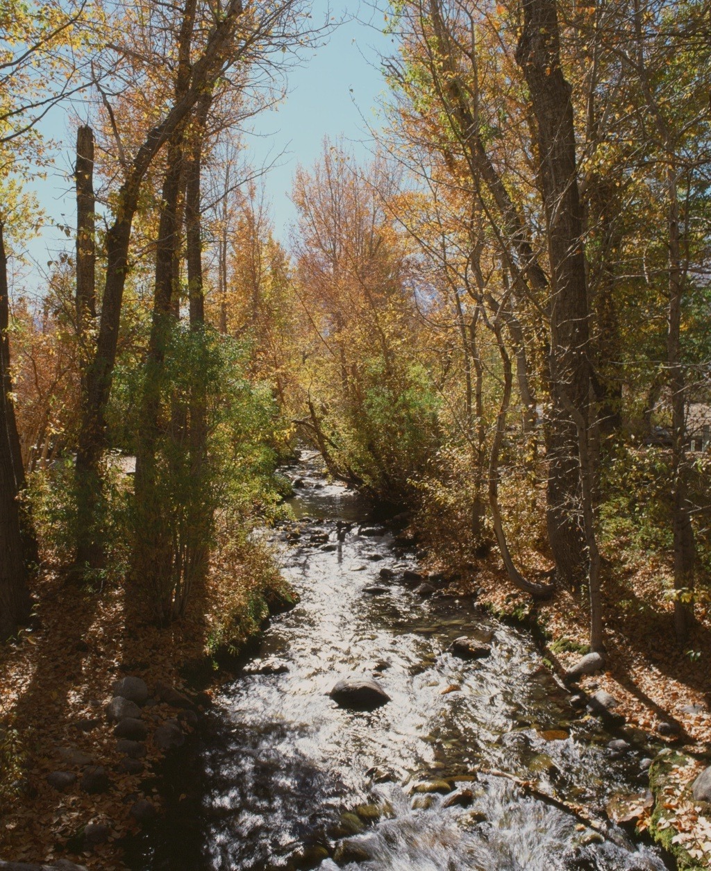 A rocky stream flowing between sunlit autumn trees