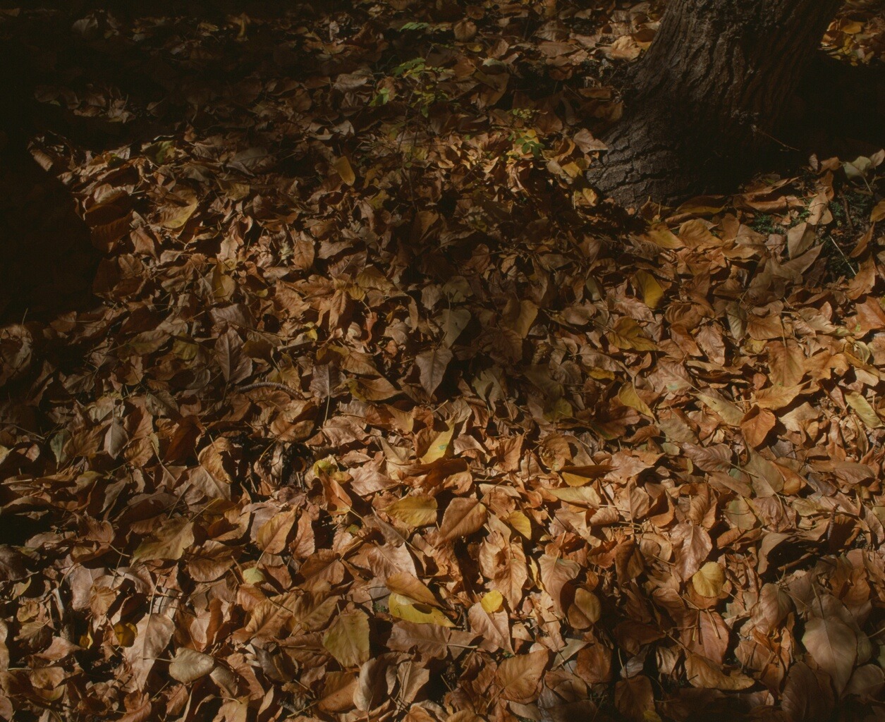 Fallen gold and brown leaves gathered among stones