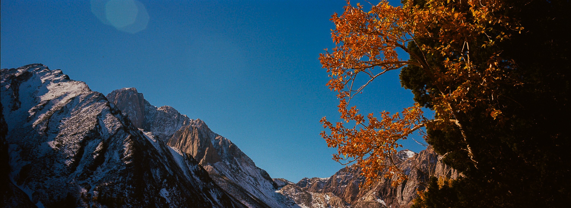 Orange leaves framing a snowy mountain against blue sky