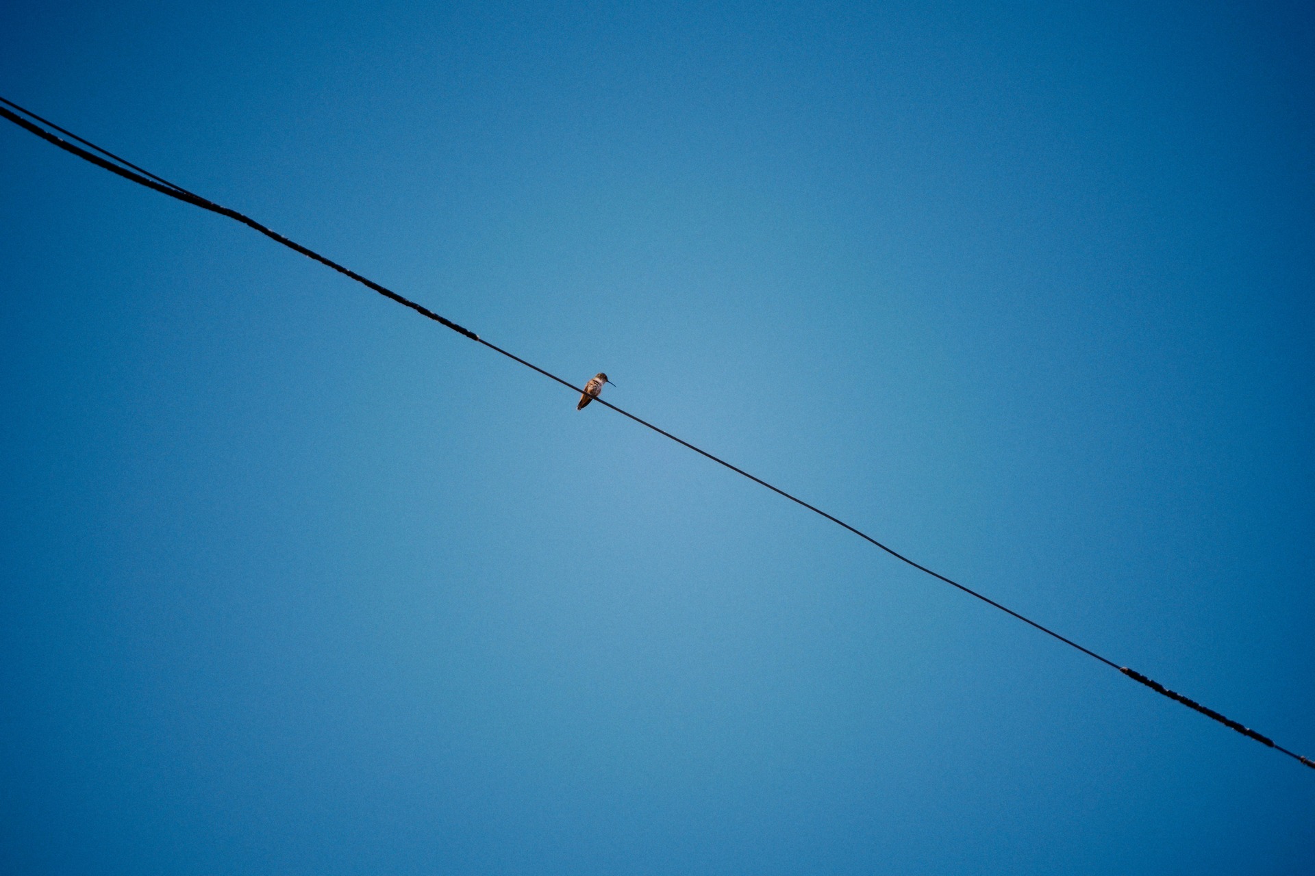 A small bird perched on a wire against clear blue sky